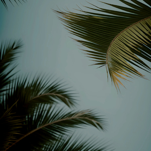 欧美怡红院在线
